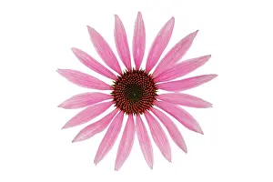 Exquisite: Echinacea, Purple Coneflower