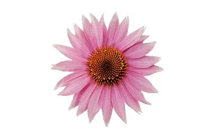 Exquisite: Echinacea, Purple Coneflower