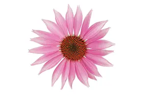 Pallida: Echinacea, Purple Coneflower