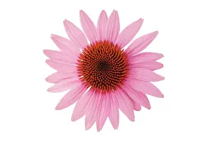Pallida: Echinacea, Purple Coneflower