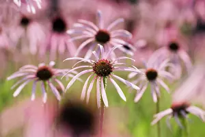 Weak: Echinacea, Purple Coneflower