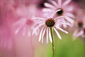 Weak: Echinacea, Purple Coneflower