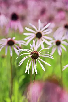 Weak: Echinacea, Purple Coneflower