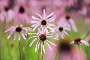 Weak: Echinacea, Purple Coneflower