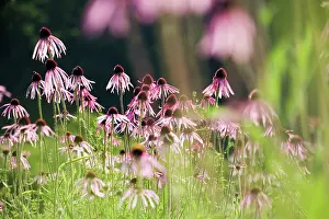 Pallida: Echinacea, Purple Coneflower