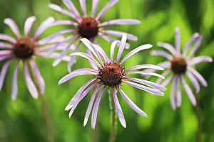 Weak: Echinacea, Purple Coneflower