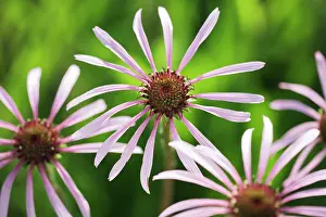 Pallida: Echinacea, Purple Coneflower