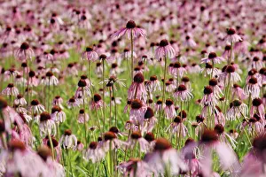 Weak: Echinacea, Purple Coneflower