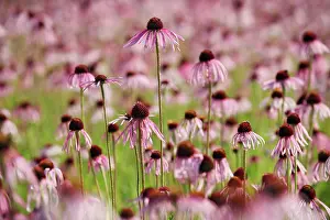 Leadership: Echinacea, Purple Coneflower