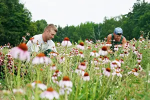 Angustifolia: Echinacea, Purple Coneflower