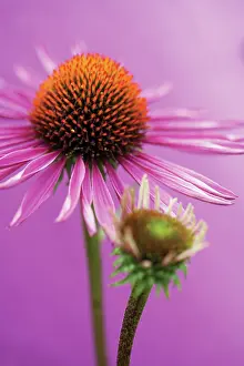 Leadership: Echinacea, Purple Coneflower