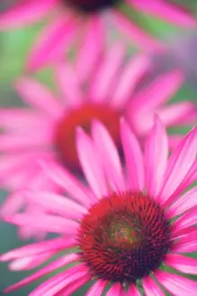 Magnus: Echinacea, Purple Coneflower