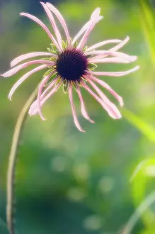 Scruffy: Echinacea, Purple Coneflower