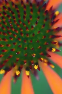Pride: Echinacea, Purple Coneflower