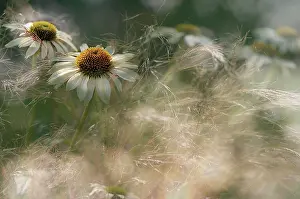Stipa: Echinacea, Purple Coneflower
