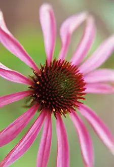 Blown: Echinacea, Purple Coneflower
