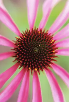 Echinacea: Echinacea, Purple Coneflower