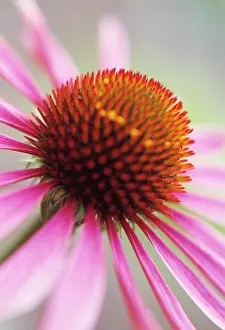 Echinacea: Echinacea, Purple Coneflower