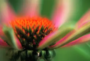 Unexplained: Echinacea, Purple Coneflower