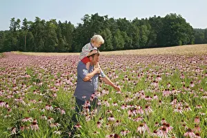 Cheery: Echinacea, Purple Coneflower