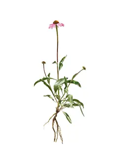 Angustifolia: Echinacea, Purple Coneflower