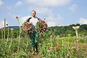 Earthy: Echinacea, Purple Coneflower