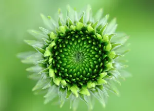 Geometrical: Echinacea, Purple Coneflower