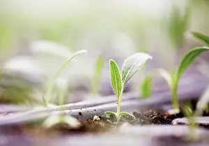 Sprouting: Echinacea, Purple Coneflower