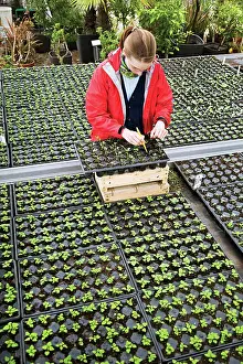Sprouting: Echinacea, Purple Coneflower