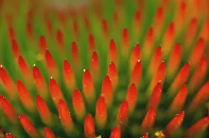 Minute: Echinacea, Purple Coneflower