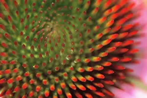 Echinacea: Echinacea, Purple Coneflower
