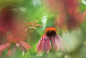 Ageing: Echinacea, Purple Coneflower