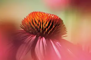 Vitality: Echinacea, Purple Coneflower