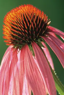 Ageing: Echinacea, Purple Coneflower