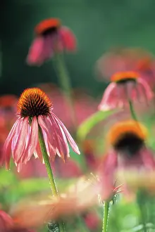 Ageing: Echinacea, Purple Coneflower