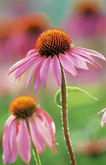 Echinacea: Echinacea, Purple Coneflower