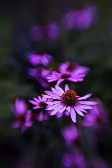 Echinacea: Echinacea, Purple coneflower