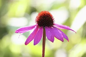 Echinacea: Echinacea, Purple Coneflower