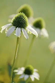 Strive: Echinacea, Purple Coneflower