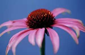 Purpurea: Echinacea, Purple Coneflower