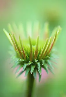 Maturing: Echinacea, Purple Coneflower