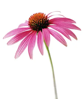 Splendid: Echinacea, Purple Coneflower