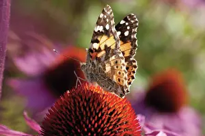Cooperation: Echinacea, Purple Coneflower