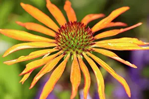 Spikey: Echinacea, Purple coneflower, Echinacea cultivar