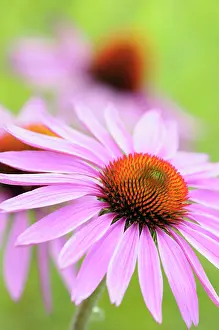 Coneflower: Echinacea, Purple coneflower, Echinacea, Echinacea