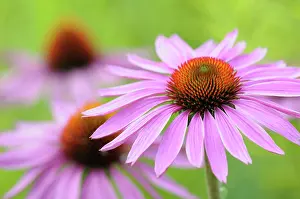 Coneflower: Echinacea, Purple coneflower, Echinacea, Echinacea