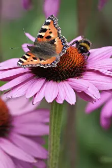 Coneflower: Echinacea, Purple coneflower, Echinacea purpurea
