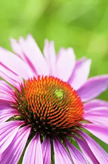 Steel: Echinacea, Purple coneflower, Echinacea purpurea