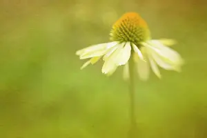 Enhanced: Echinacea, Purple coneflower, Echinacea purpurea