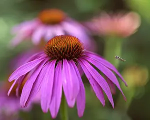 Proportion: Echinacea, Purple coneflower, Echinacea purpurea